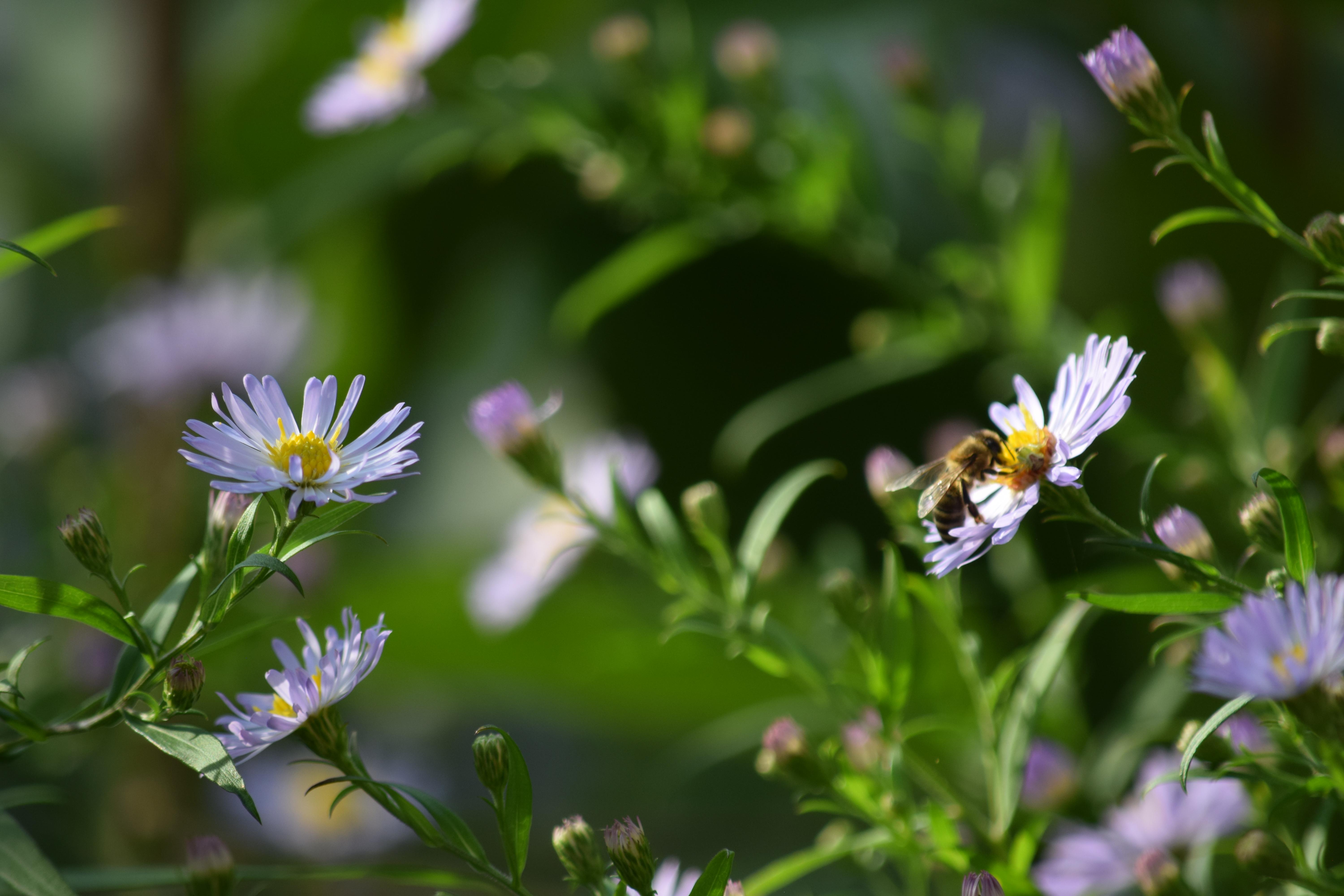 Blumen | Sie sehen einige Blumen mit weißen Blütenblättern. Auf einer dieser Blumen auf der rechten Seite sitzt eine Biene.