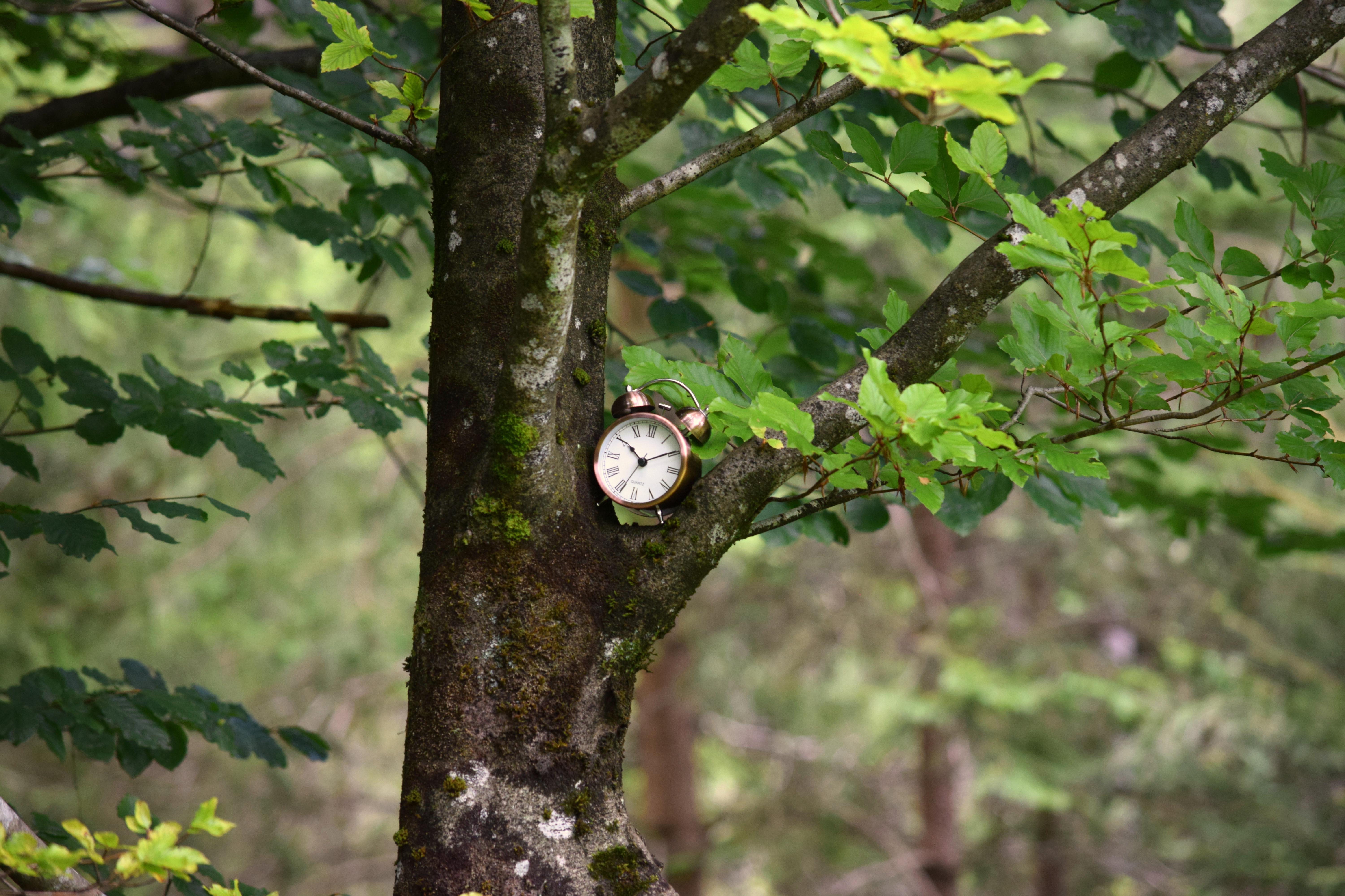 Wecker im Baum | Sie sehen einen kleinen, typischen Wecker, der in einer Baumgabel steckt. Im Hintergrund erkennt man Teile des Waldes, in dem dieser Baum steht.